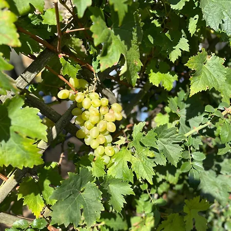 Halte Vendeenne Atypique * Saint-Germain-l'Aiguiller